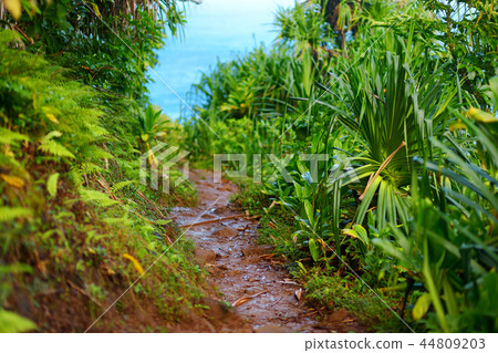 View of famous Kalalau trail along Na Pali coast View of famous Kalalau trail along Na Pali coast 44809203