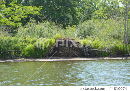 Kushiro Wetland ~ Canoe Cruise (Hokkaido) Kushiro Wetland ~ Canoe Cruise (Hokkaido) 44810074
