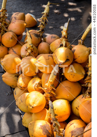 Royal yellow coconuts on a branch Royal yellow coconuts on a branch 44810088