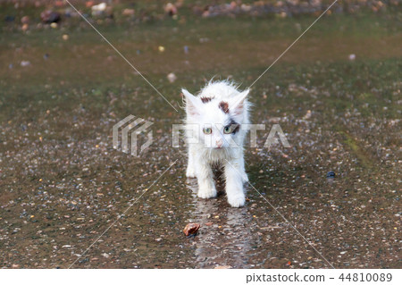 Wet homeless sad kitten on a street  44810089
