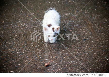 Wet homeless sad kitten on a street 44810090