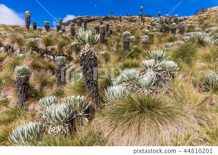 Paramo de Oceta Espeletia Frailejones Mongui Boyaca Colombia 44810201