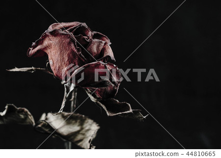 Roses withered on black ground. 44810665