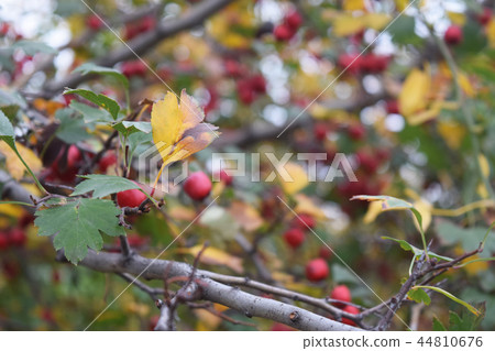 Barberry branch fresh ripe berries natural  44810676