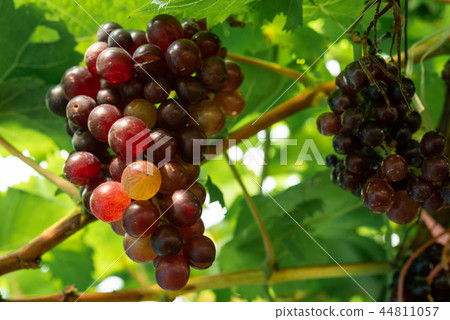Ripe red grapes at vineyard Ripe red grapes at vineyard 44811057