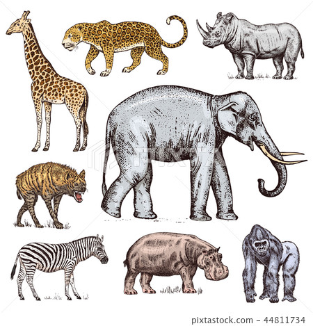 Set of African animals. Rhinoceros Elephant Giraffe Hippopotamus Leopard Hyena Western gorilla Wild Set of African animals. Rhinoceros Elephant Giraffe Hippopotamus Leopard Hyena Western gorilla Wild 44811734