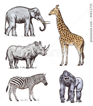 Set of African animals. Rhinoceros Elephant Giraffe Western gorilla Wild zebra. Engraved hand drawn Set of African animals. Rhinoceros Elephant Giraffe Western gorilla Wild zebra. Engraved hand drawn 44811735