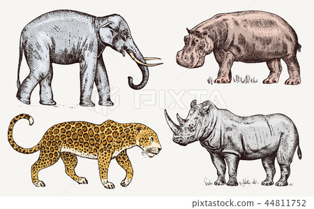 Set of African animals. Rhinoceros Elephant Hippopotamus Leopard. Engraved hand drawn Vintage old Set of African animals. Rhinoceros Elephant Hippopotamus Leopard. Engraved hand drawn Vintage old 44811752