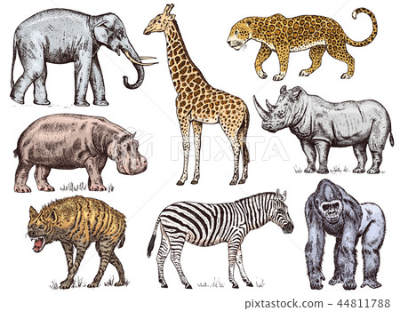 Set of African animals. Rhinoceros Elephant Giraffe Hippopotamus Leopard Hyena Western gorilla Wild 44811788