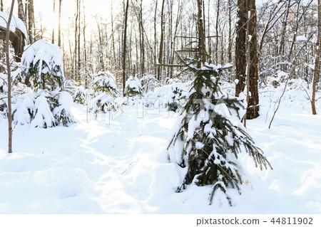 Winter forest, daytime, landscape, snow Winter forest, daytime, landscape, snow 44811902