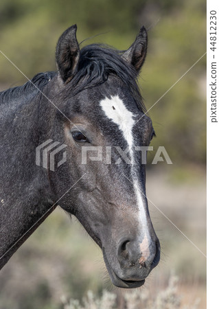 Wild Horse Portrait 44812230
