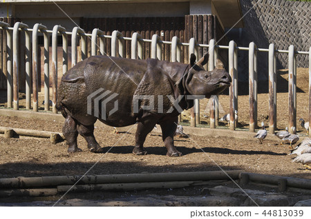 印度戒指 44813039