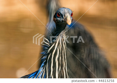 Vulturine guineafowl or Acryllium vulturinum in nature 44813258
