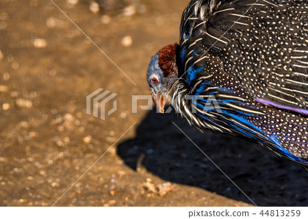 Vulturine guineafowl or Acryllium vulturinum in nature 44813259