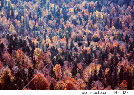 Scenic landscape with bright mountain forest in autumn 44813283