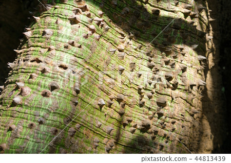 Spiny bark of kapok tree. Thorn of Bombax ceibas Spiny bark of kapok tree. Thorn of Bombax ceibas 44813439