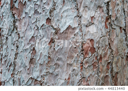 pine tree trunk bark closeup (pinus canariensis) - pine tree trunk bark closeup (pinus canariensis) - 44813440