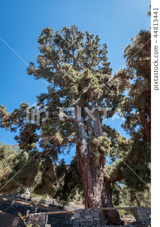 giant pine tree trunk (El Pino Gordo)   44813441
