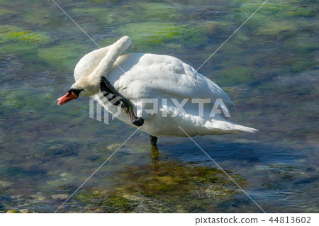 Mute Swan Mute Swan 44813602