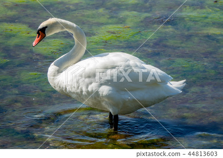 Mute Swan Mute Swan 44813603