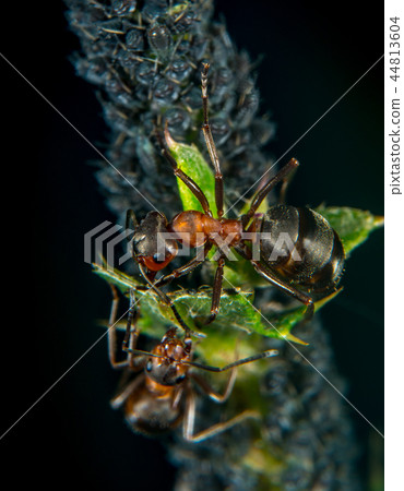 Ant and plant lice Ant and plant lice 44813604