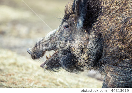 Wild bore portrait 44813619