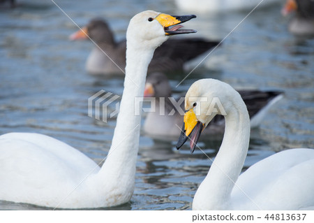 Whooper swan Whooper swan 44813637
