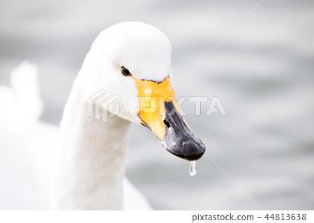 Whooper swan Whooper swan 44813638