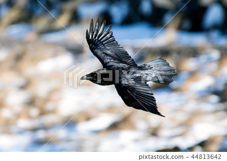 Icelandic raven Icelandic raven 44813642