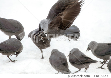 Bird aggression 44813644
