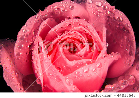 Wet Rose 44813645