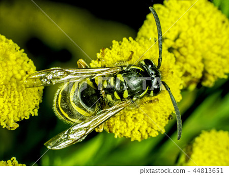 Wasp playing Bee Wasp playing Bee 44813651