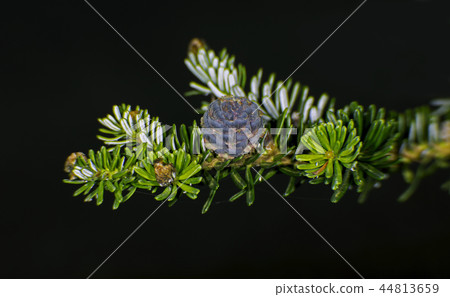 Korean fir Korean fir 44813659