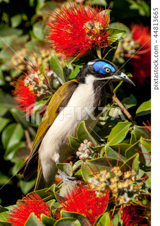 Blue-faced honeyeater 44813665