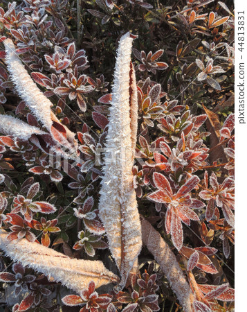 Undergrowth that freezes Undergrowth that freezes 44813831