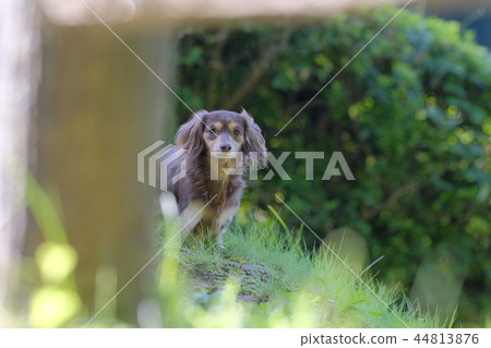 Dax Kaninhen small dog Dax Kaninhen small dog 44813876