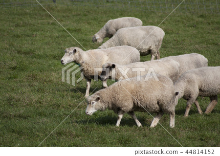 羊跑 羊跑 44814152