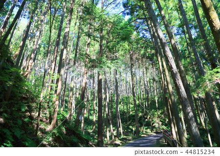 杉樹 44815234