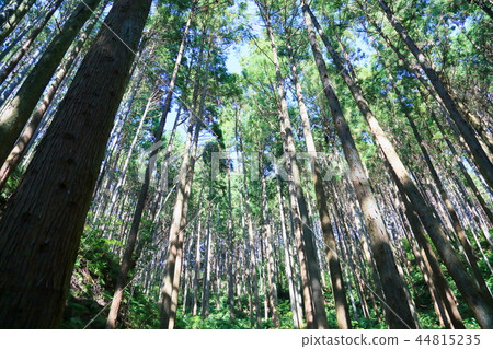 杉樹 44815235