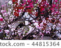 梅花 44815364