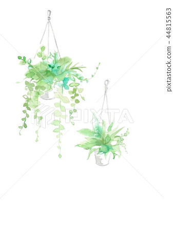 室內植物，2種類型 44815563