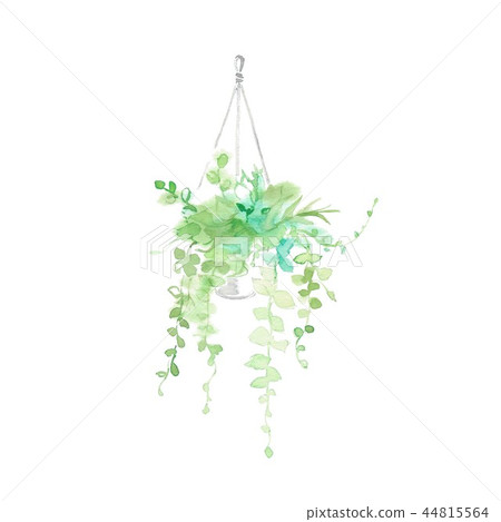 室內植物，Dischidia 44815564