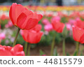 鬱金香 44815579