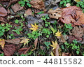 落葉 44815582