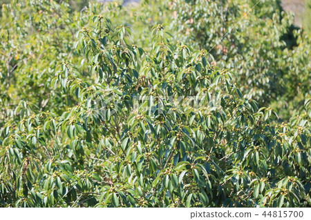 Belled acorn Belled acorn 44815700