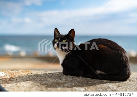 Cat of Tashirojima 44815724