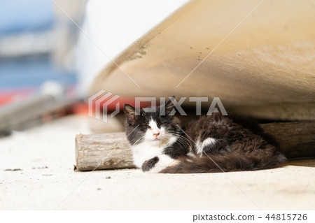 Cat of Tashirojima 44815726