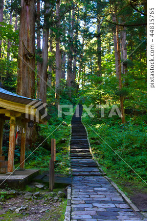 Haguroyama雪松襯裡樹木石階 44815765