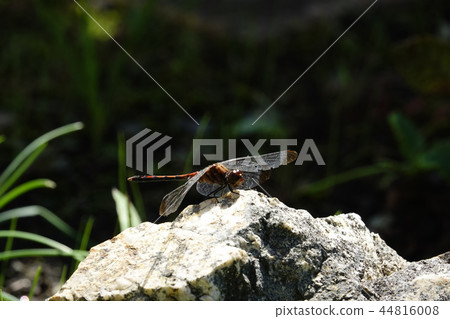 Dragonfly  44816008