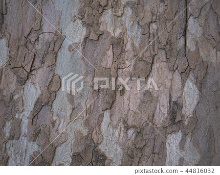 The texture of the bark of the sycamore tree. The texture of the bark of the sycamore tree. 44816032